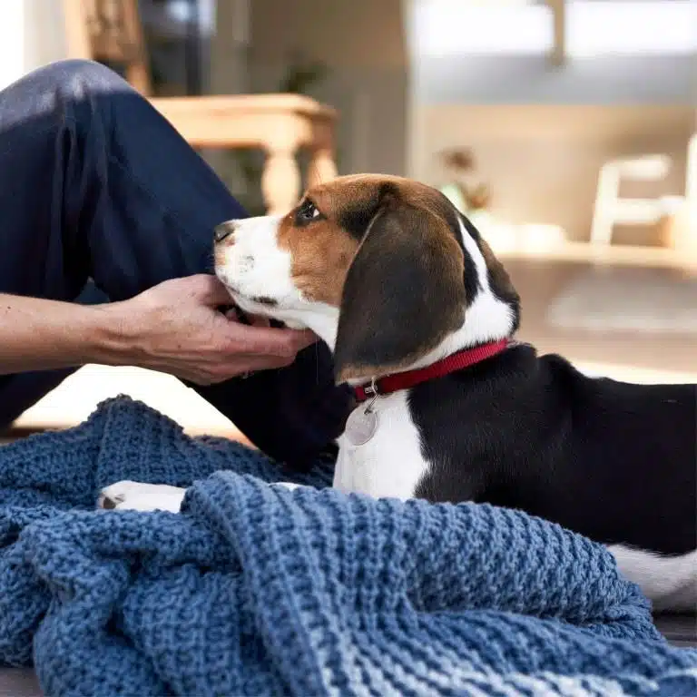 13315 4 dogspace creating room for your dog 25 300