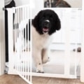 Kutyaracs Lassie