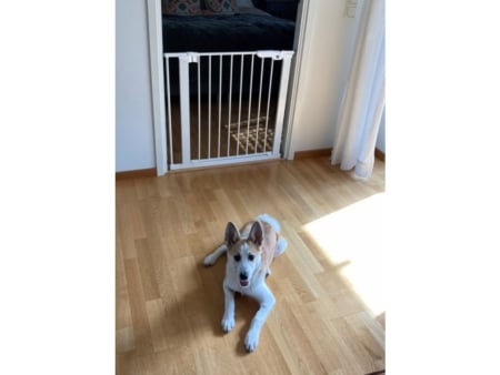 DogSpace Lassie Kutyarács fehér színben. A képen egy rács látható, ami fel van szereleve egy ajtónyílásba. A képen jól látható, hpgy ezt nem kell fúrni, hanem önfeszítő rendszerrel rendelkezik. A kutyarács zárt állapotban van, nincsen nyitva az ajtó. A zárt ajtó előtt fekszik egy kutya