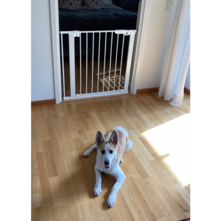 DogSpace Lassie Kutyarács fehér színben. A képen egy rács látható, ami fel van szereleve egy ajtónyílásba. A képen jól látható, hpgy ezt nem kell fúrni, hanem önfeszítő rendszerrel rendelkezik. A kutyarács zárt állapotban van, nincsen nyitva az ajtó. A zárt ajtó előtt fekszik egy kutya