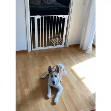 DogSpace Lassie Kutyarács fehér színben. A képen egy rács látható, ami fel van szereleve egy ajtónyílásba. A képen jól látható, hpgy ezt nem kell fúrni, hanem önfeszítő rendszerrel rendelkezik. A kutyarács zárt állapotban van, nincsen nyitva az ajtó. A zárt ajtó előtt fekszik egy kutya